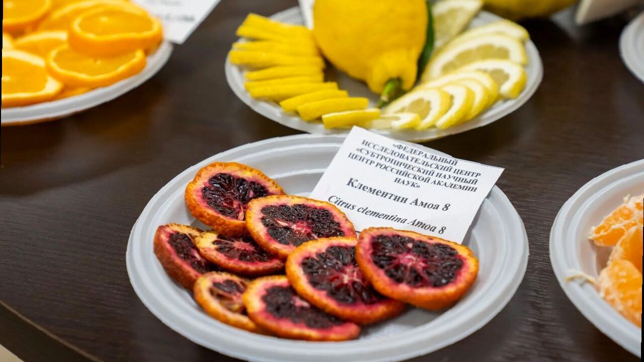 В Сочи учёные представили новые сорта и гибриды цитрусовых культур