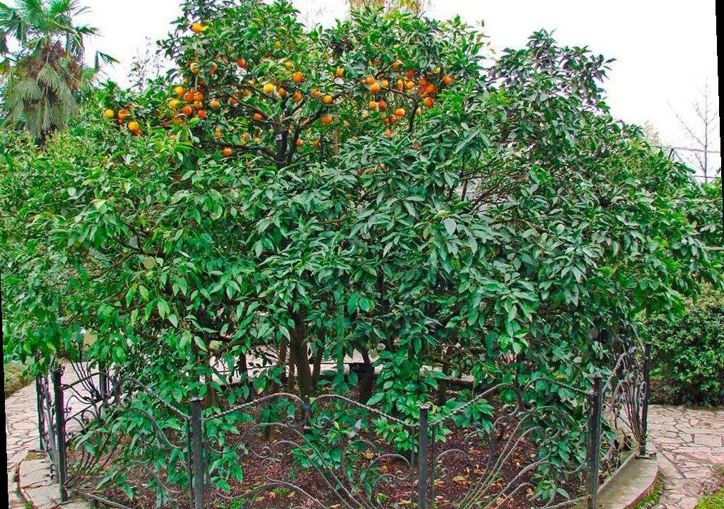 В Сочи планируют отремонтировать павильон ботанического сада «Дерево Д